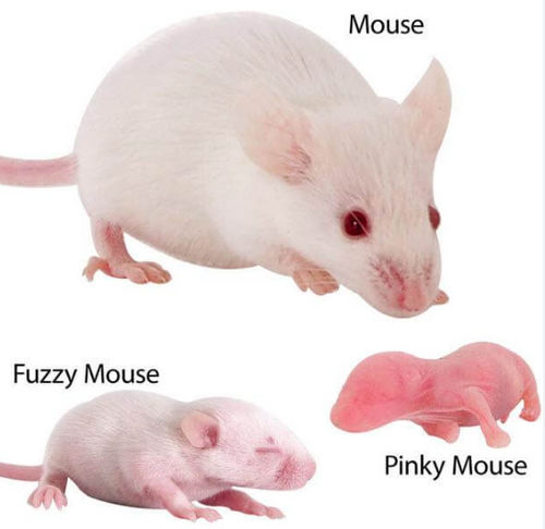 How long are frozen mice good?