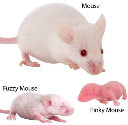 Latest company Cases about How long are frozen mice good?