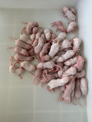 Buy Various Sizes of Frozen Rats Pre-killed for Adult Snakes and Reptiles online manufacture