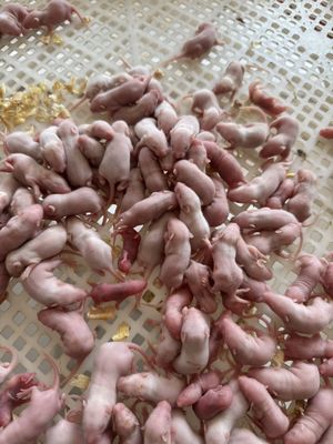 Buy Frozen Rats for Frozen Shipping 25 Rodents to Meet Your Reptile's Nutritional Needs online manufacture