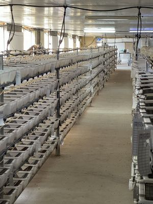kopen Multimammate Bevroren Kleine Afgezwakte Rat Huisdierbenodigdheden Bulk Custom online manufacture