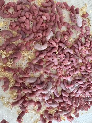 Buy Feeding Reptiles And Birds Of Prey Frozen Pinky Mice Bulk For Pets online manufacture