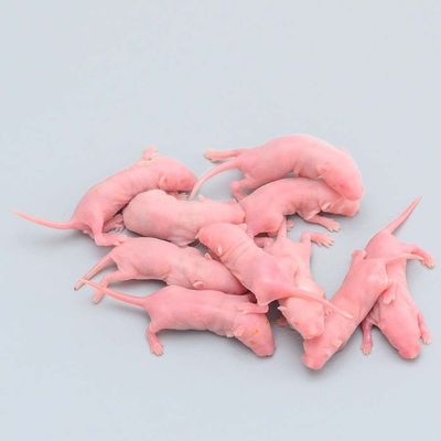 Good price 25-30 Grams SPF White Lab Mouse Mice IVC Laboratory Research online