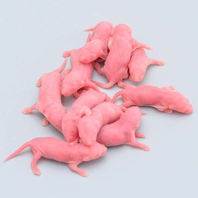 Good price Reptile Frozen Pinky Rat Rodent Mice Feeder Cryogenic Storage OEM online
