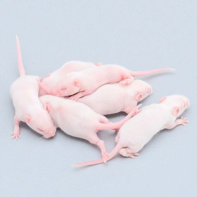 Good price Nutrition Frozen Rats Large Weaner Feeders 200g High Protein And Fat online