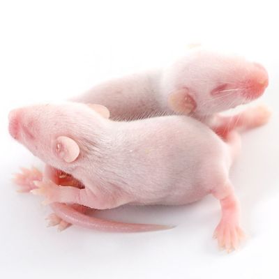 Good price 6-8 Weeks Old Mus Musculus Laboratory SPF Mice In House Breeding online