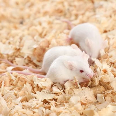 Good price OEM Specific Pathogen Free SPF Mice Laboratory Mouse Research online
