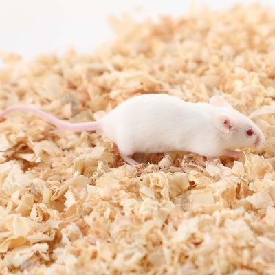 Good price White SPF Laboratory Experimental Mouse Standard Size In House Breeding online