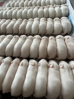 Good price Laboratory Cryopreserved Adult Frozen Rats Fuzzy Feeder Mice online