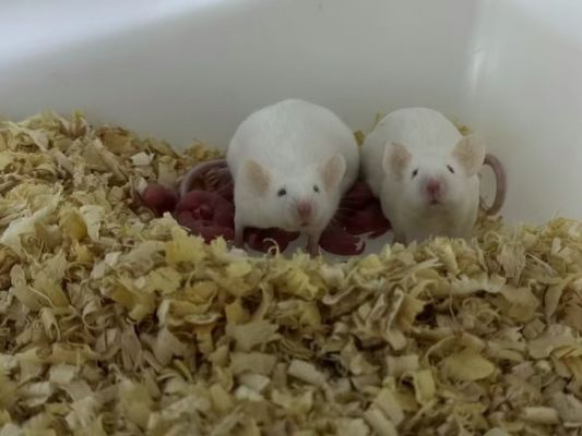 Good price 100 Quantity Thawing Frozen Rats Safely -18°C To -20°C for Safe Thawing Process online