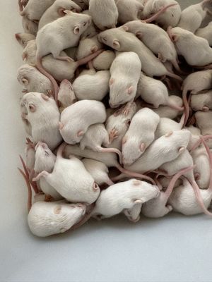 Good price ISO Certified Pet Feeding Frozen Mice Bulk Adult Rodent Feeders 100/Pack online