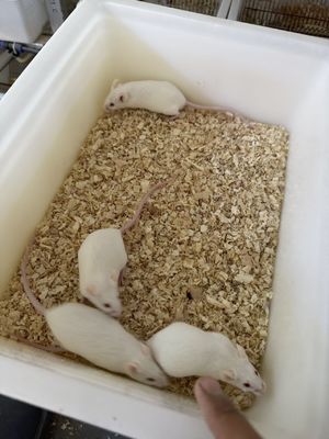 Harga yang bagus Protein Lemak Nutrisi Cepat Beku Pakan Tikus Tikus Berkilau Untuk Penjaga Reptil on line