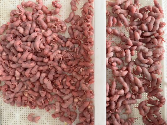 Good price Healthy Nutrition Frozen Hopper Mice Dead Mice For Snakes ODM online