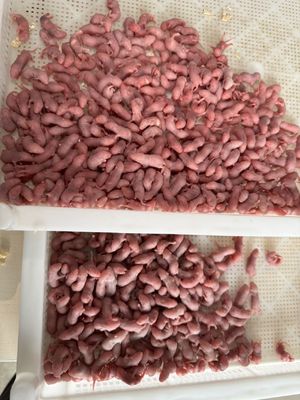 Good price USDA Standard Snakes Pinky Medium Frozen Mice Gender AAA For Zoo Breeders online