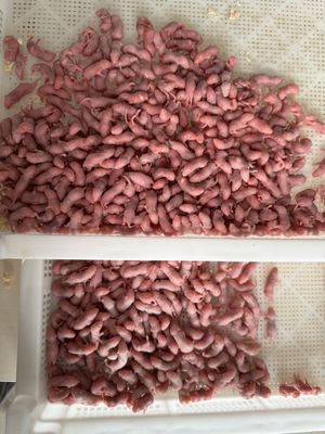 Good price 25 Pack Bulk Frozen Feeder Mice Rats For Snakes Pets Hatchlings online