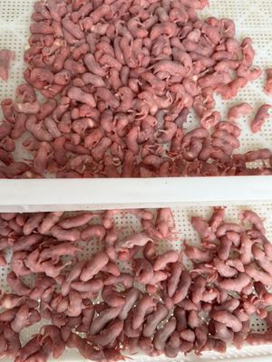 Good price 1g-2g Frozen Rodents Thawing Mice For Snakes Reptile Food online