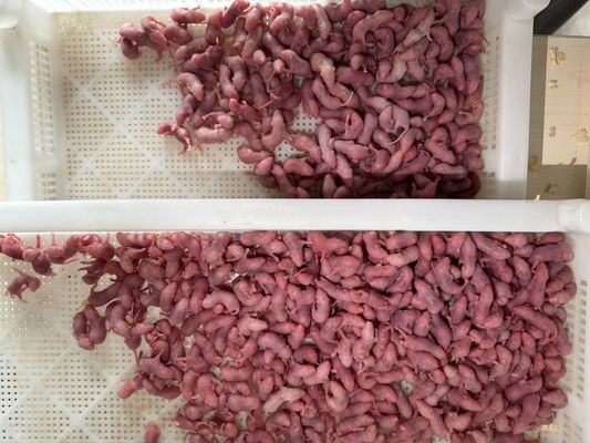 Good price 1gram-50gram Frozen Pinky Feeder Mice Bulk For Mus Musculus online