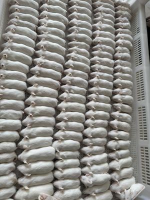 Harga yang bagus Fuzzie Order Tikus beku Rodent Kalsium kaya pengganti untuk mangsa hidup 50 / Paket on line