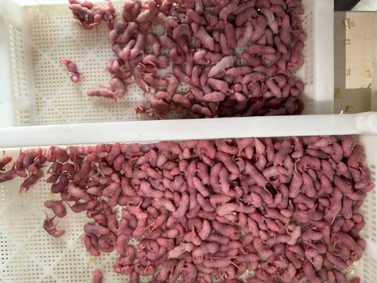 Good price Nutritious Sterilized Frozen Live Pinkies Mice Large Weaner Rat For Snakes Lizards Vacuum Sealed online