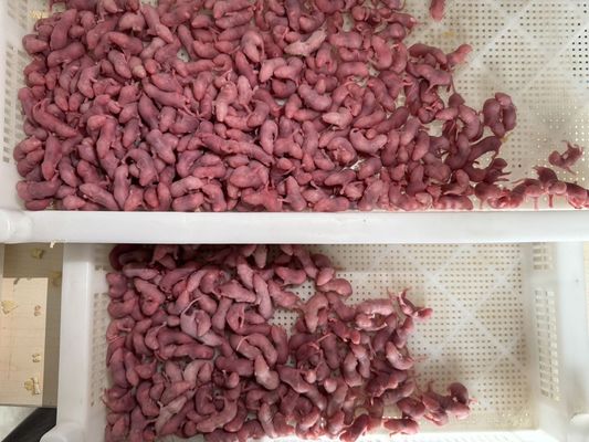 Good price A Gender Pinky Feeder Mice Frozen Rats For Reptiles Snakes 100/Pack online