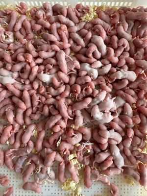 Feeder Jumbo Frozen Mice For Cats Snakes Carnivorous Reptiles And Birds