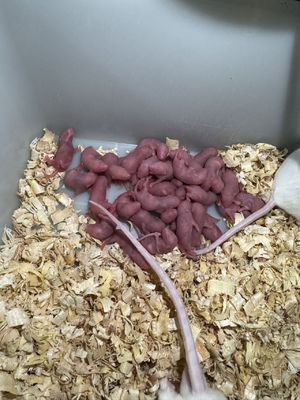 Good price AAA Gender Frozen Rodents Mice For Snakes 10 Pack USDA Standard online