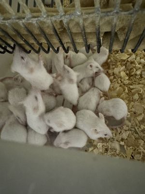 Frozen Rats The Ultimate Storage Solution Rattus Norvegicus for Frozen Shipping