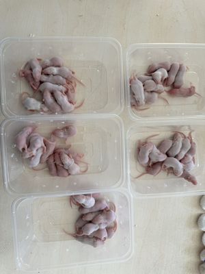 Fuzzy Frozen Pinky Feeder Mice High Protein Diet For Ball Python