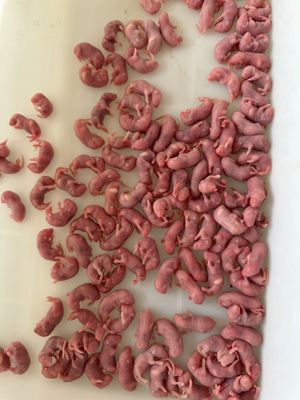 Live Prey Frozen Feeder Pinkies Fuzzie Mice Calcium Rich Replacement Frozen Rats For Reptiles