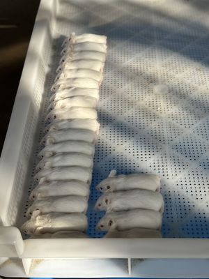 Thawing Frozen Rats Safely Safe and Pre-killed Option for Customer Requirements