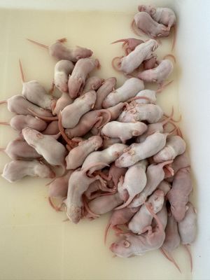Good price Quick Bulk Frozen Rodents Feeder Fuzzy Mice For Reptile Keepers OEM online