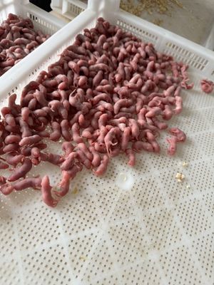 Top-rated Reptile food supply common for frozen rats Frozen Storage Species Rattus Norvegicus