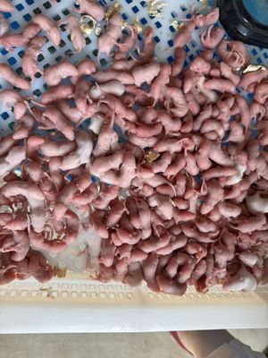 Good price Sterilized Frozen Pinky Arctic Mice Small Mice Feeder Rats Online For Snakes Lizards online