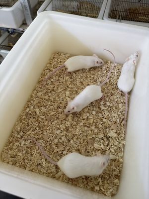 Vacuum Sealed Arctic Mice Frozen Small Rats Bulk Pinky Rodents For Snakes Lizards 1g-10g