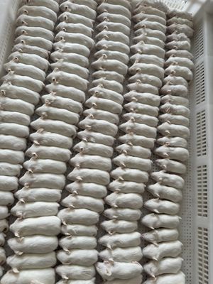 Good price Adult Frozen Rats for Reptiles Pre-killed and Suitable For Pets online