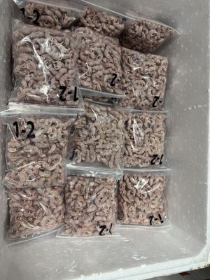 Pet Fuzzy Mouse Feeder Bulk Adult Mice For Reptiles Mus Musculus