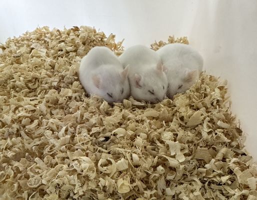 Good price Various Sizes Frozen Rats Shelf Life 12 Months Species Rattus Norvegicus online