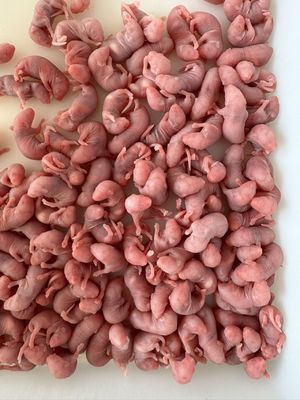 Good price Newborn Feeding Snake Food Pinkies Rats For Reptiles Birds 100 Pack online