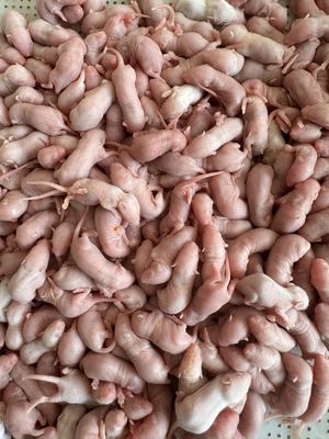 Good price Healthy Growth Bulk Frozen Rodents Adult Mice Pinkies Pet Feed For Birds online