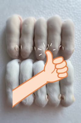 Giá tốt. Các máy nuôi chuột đông lạnh là lựa chọn tốt nhất cho động vật bò sát trực tuyến