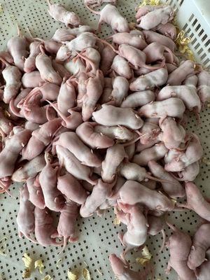 Good price Snakes Quick Frozen Pinky Rats Feeder Mice 50 Pack For Reptile Keepers High Protein online