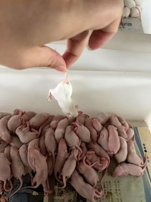 Good price Calcium Pinky Frozen Hopper Mouse Rodents For Herbivorous Corn Snake online