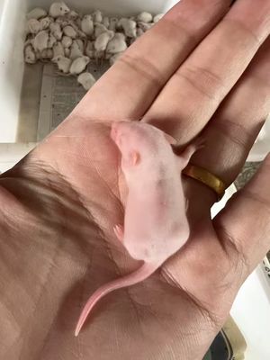 Good price Custom Frozen Snake Food Pinkies Mouse Live Pinky Feeder Mice online