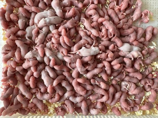 Good price Live Feeder Frozen Snake Food Pinkies Mice 1g-50g ODM online