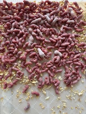 Good price Bulk Frozen Bearded Dragon Pinky Mouse Pet Feeder Mice Fuzzies OEM online