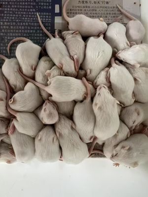 Good price Frozen Rats 15 Pieces 1 Year Shelf Life Perfect for B2B Needs online