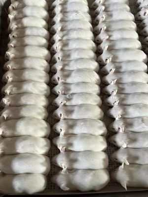 Good price Shelf Life 2 Year Frozen Rats Optimal Storage Solution for Rattus Norvegicus online