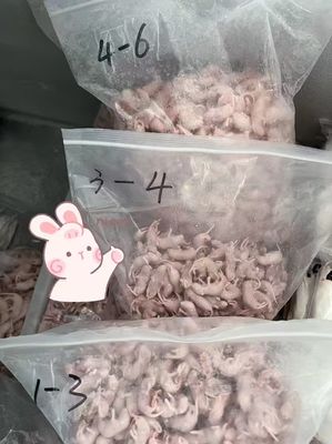 Good price Sterilized Frozen Small Pinkies Mice Nutritious Staple For Snakes Lizards Reptile online