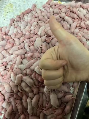 Good price Calcium Rich Corn Snake Pinkies Frozen Fuzzie Extra Small Pinky Mice For Live Prey online