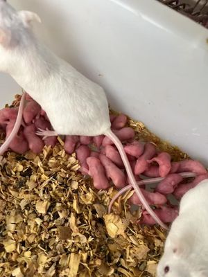 Good price Quick Frozen Weaner Rats Feeder Mice Pinkies For Snakes 200 Pack online